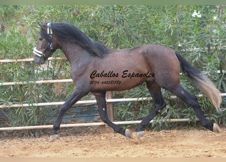 PRE, Hengst, 5 Jaar, 163 cm, Brown Falb schimmel