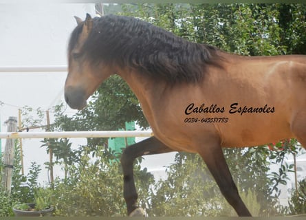PRE Mix, Hengst, 5 Jaar, 163 cm, Buckskin