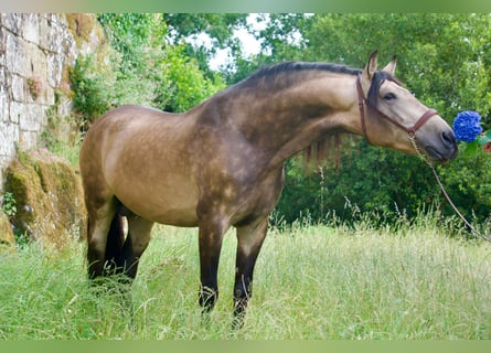 PRE Mix, Hengst, 5 Jaar, 163 cm, Falbe