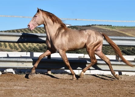 PRE, Hengst, 5 Jaar, 163 cm, Pearl
