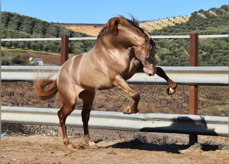 PRE, Hengst, 5 Jaar, 163 cm, Pearl