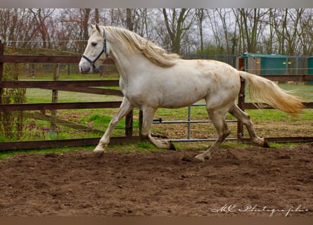 PRE, Hengst, 5 Jaar, 163 cm, Schimmel