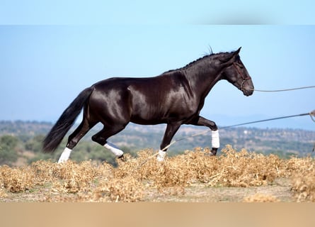 PRE Mix, Hengst, 5 Jaar, 164 cm, Zwart