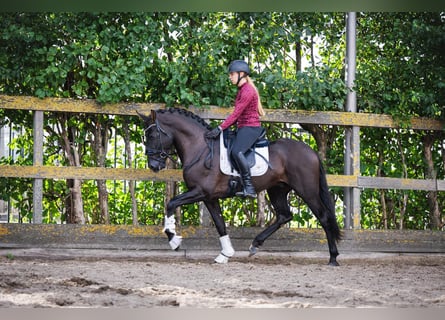PRE, Hengst, 5 Jaar, 164 cm, Zwart