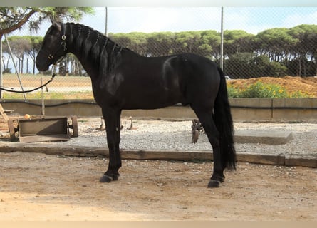 PRE Mix, Hengst, 5 Jaar, 164 cm, Zwart