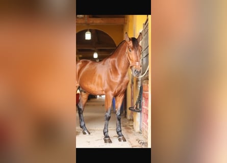 PRE, Hengst, 5 Jaar, 165 cm, Bruin