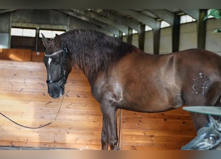 PRE, Hengst, 5 Jaar, 165 cm, Donkere-vos