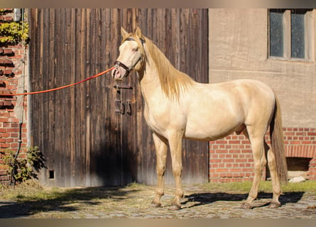 PRE, Hengst, 5 Jaar, 165 cm, Perlino