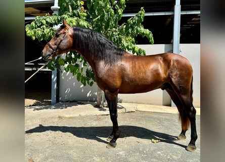 PRE Mix, Hengst, 5 Jaar, 165 cm, Roodbruin