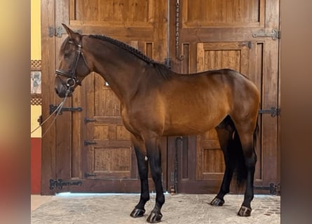 PRE Mix, Hengst, 5 Jaar, 165 cm, Roodbruin