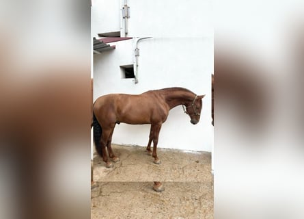 PRE Mix, Hengst, 5 Jaar, 165 cm, Roodvos