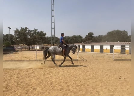 PRE Mix, Hengst, 5 Jaar, 165 cm, Schimmel