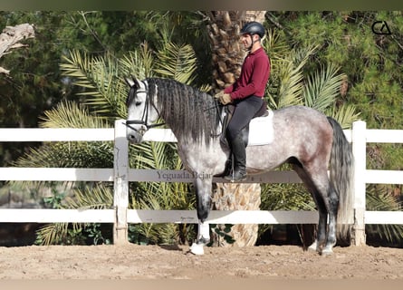 PRE, Hengst, 5 Jaar, 166 cm, Appelschimmel