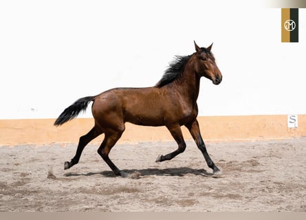 PRE, Hengst, 5 Jaar, 166 cm, Bruin