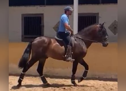 PRE Mix, Hengst, 5 Jaar, 167 cm, Roodbruin