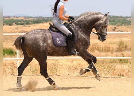 PRE Mix, Hengst, 5 Jaar, 167 cm, Schimmel