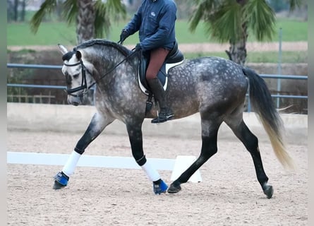 PRE Mix, Hengst, 5 Jaar, 167 cm, Schimmel