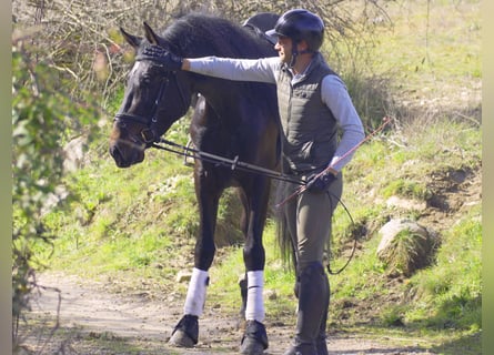 PRE, Hengst, 5 Jaar, 168 cm, Donkerbruin