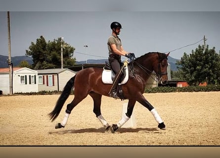 PRE Mix, Hengst, 5 Jaar, 168 cm, Donkerbruin