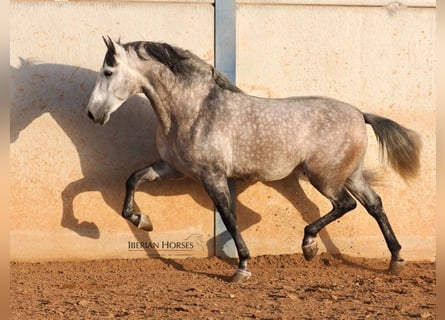 PRE Mix, Hengst, 5 Jaar, 168 cm, Schimmel