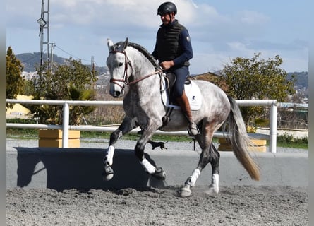 PRE Mix, Hengst, 5 Jaar, 168 cm, Schimmel