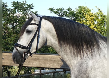 PRE Mix, Hengst, 5 Jaar, 169 cm, Schimmel