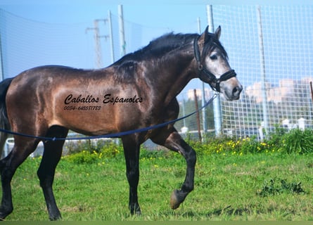 PRE Mix, Hengst, 5 Jaar, 170 cm, Brown Falb schimmel