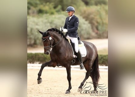 PRE Mix, Hengst, 5 Jaar, 170 cm, Bruin