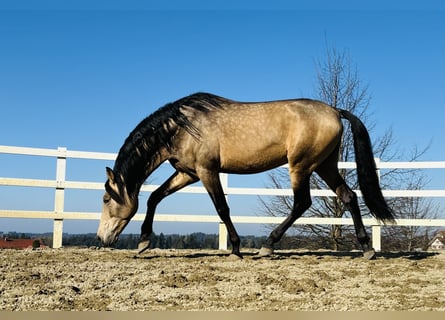 PRE, Hengst, 5 Jaar, 170 cm, Falbe