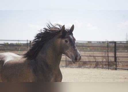 PRE Mix, Hengst, 5 Jaar, 170 cm, Schimmel