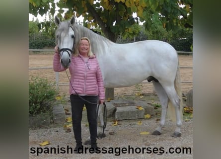 PRE, Hengst, 5 Jaar, 170 cm, Schimmel