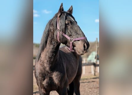 PRE Mix, Hengst, 5 Jaar, 170 cm, Zwart