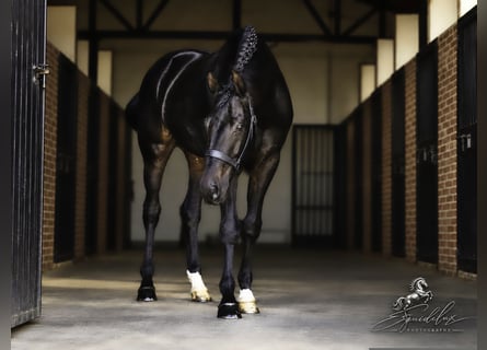 PRE Mix, Hengst, 5 Jaar, 176 cm, Donkerbruin