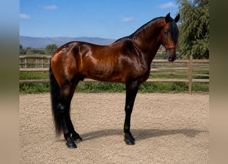 PRE Mix, Hengst, 5 Jaar, 180 cm, Bruin