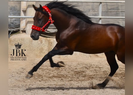 PRE, Hengst, 5 Jahre, 154 cm, Brauner