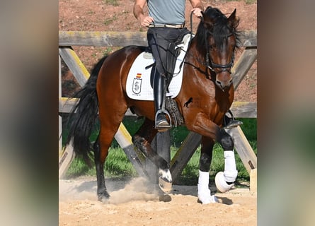 PRE, Hengst, 5 Jahre, 157 cm, Brauner