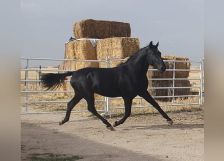 PRE Mix, Hengst, 5 Jahre, 157 cm, Dunkelbrauner