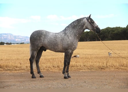 PRE Mix, Hengst, 5 Jahre, 158 cm, Apfelschimmel