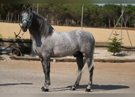 PRE Mix, Hengst, 5 Jahre, 158 cm, Apfelschimmel