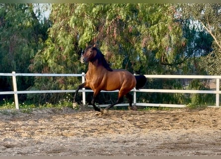 PRE, Hengst, 5 Jahre, 159 cm, Rotbrauner