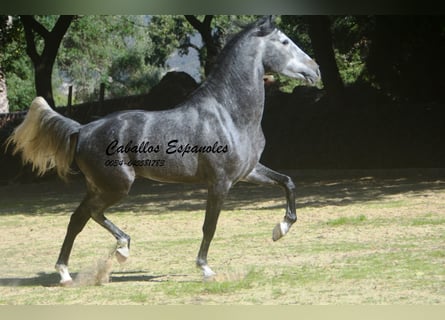 PRE Mix, Hengst, 5 Jahre, 160 cm, Apfelschimmel