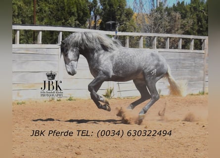 PRE Mix, Hengst, 5 Jahre, 160 cm, Schimmel