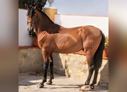 PRE Mix, Hengst, 5 Jahre, 161 cm, Brauner