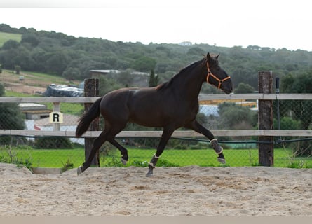 PRE, Hengst, 5 Jahre, 161 cm, Rappe