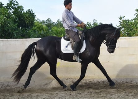 PRE, Hengst, 5 Jahre, 161 cm, Rappe