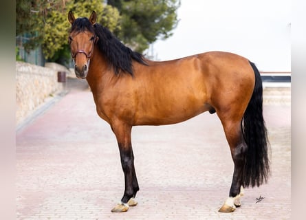 PRE Mix, Hengst, 5 Jahre, 161 cm, Rotbrauner