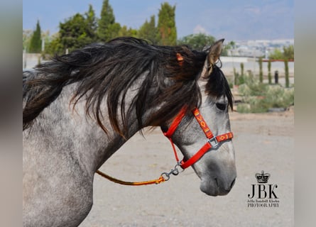 PRE, Hengst, 5 Jahre, 161 cm, Schimmel