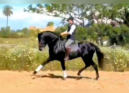 PRE Mix, Hengst, 5 Jahre, 161 cm, Schimmel