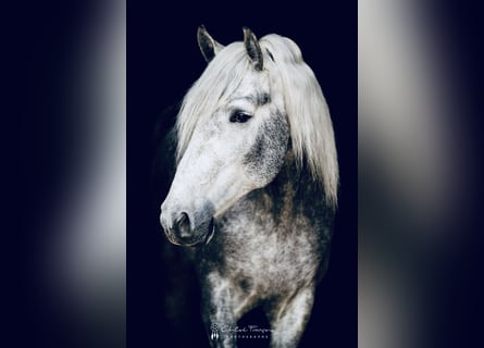 PRE Mix, Hengst, 5 Jahre, 162 cm, Apfelschimmel