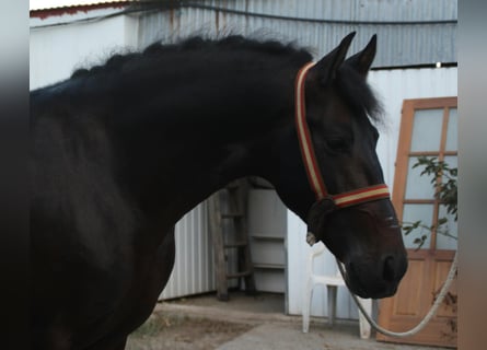 PRE Mix, Hengst, 5 Jahre, 162 cm, Brauner